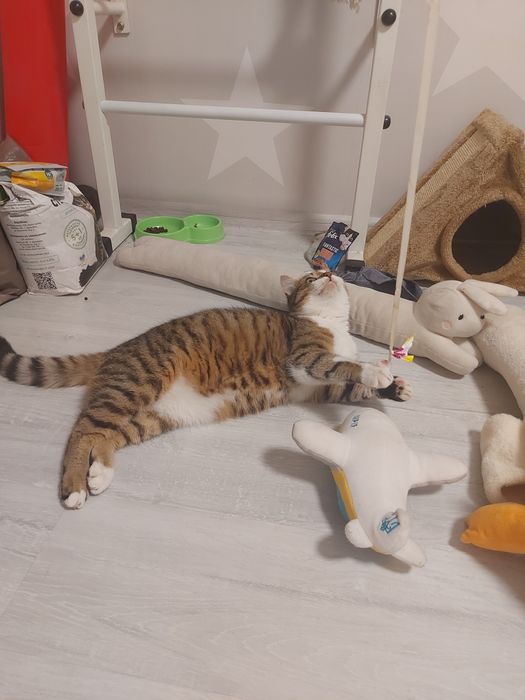 Подарую кошеня. Має вет.паспорт