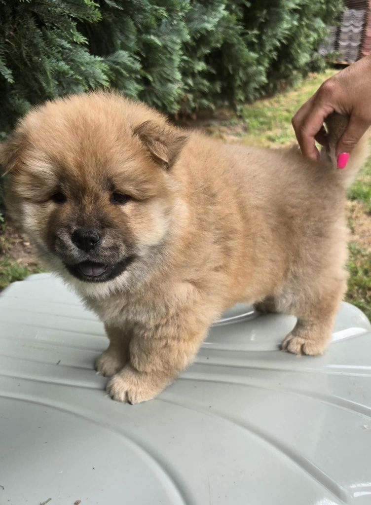 Szczeniak Chow chow gotowy na domu
