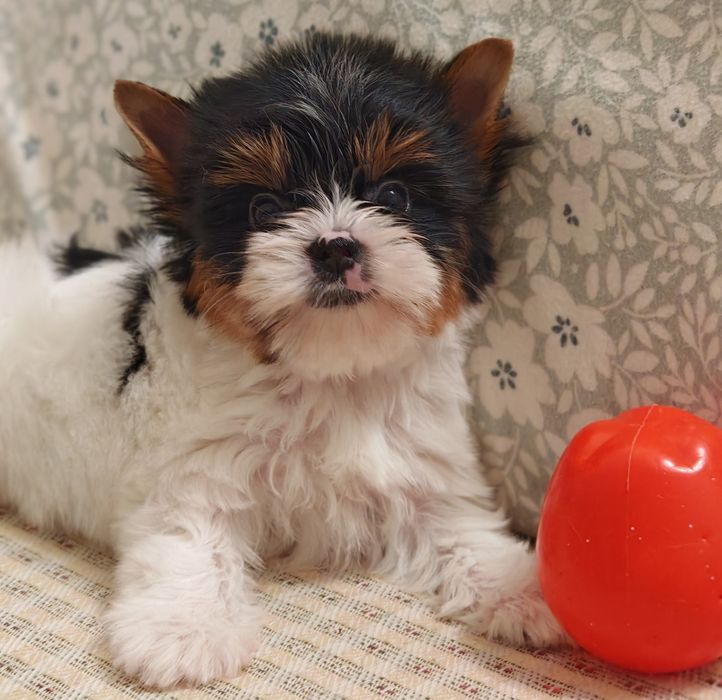 Кукольная девочка Бивер Йорк Софи.