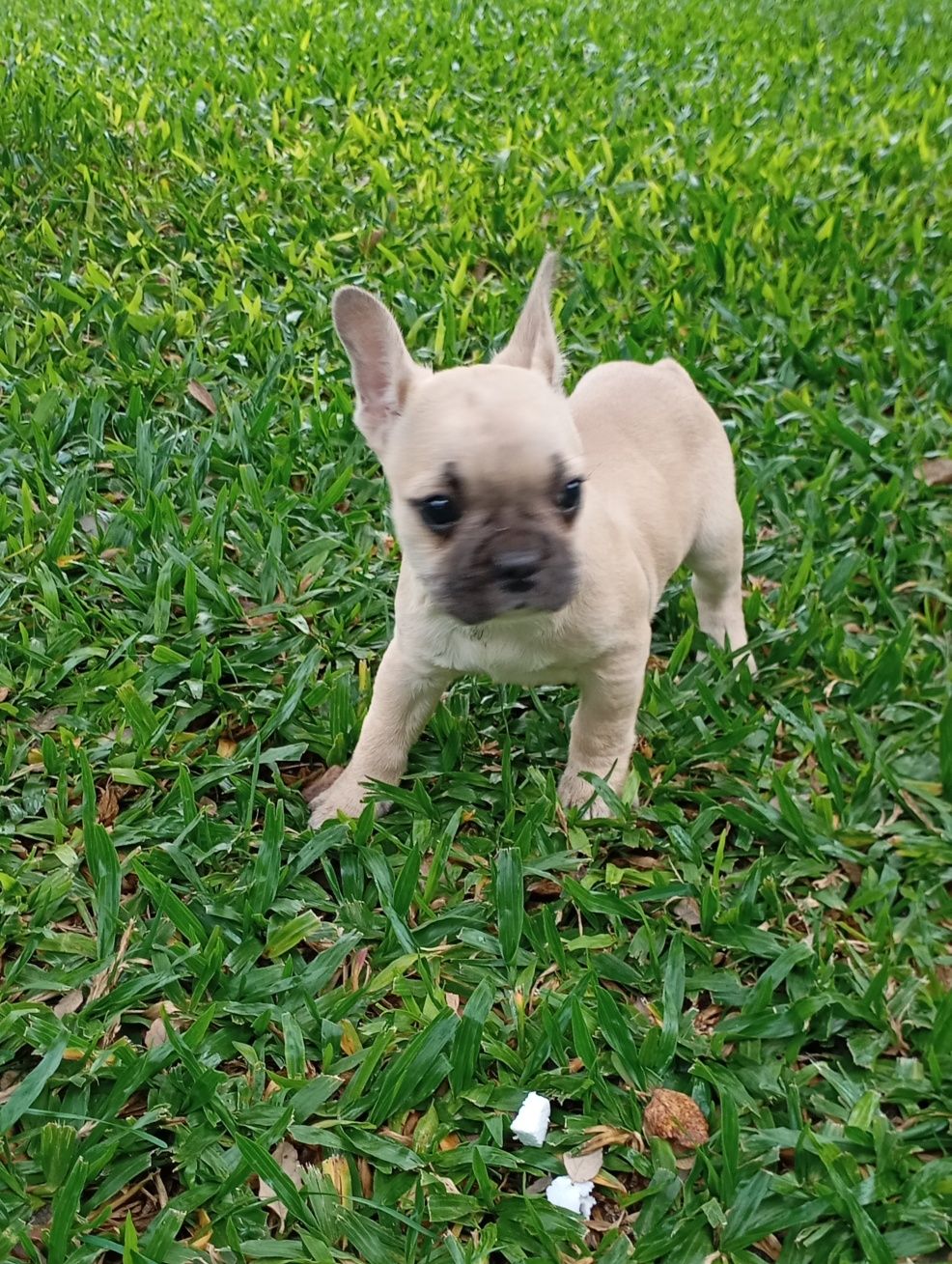 Bulldog Francês fêmea disponível