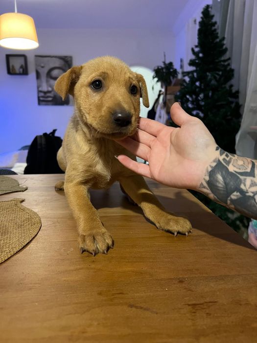 Adoção responsavel