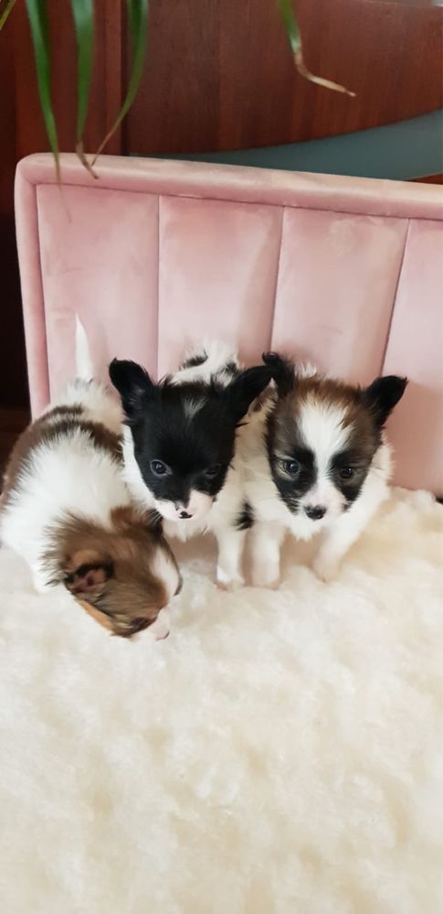 Papillon spaniel kontynentalny miniaturowy szczeniak