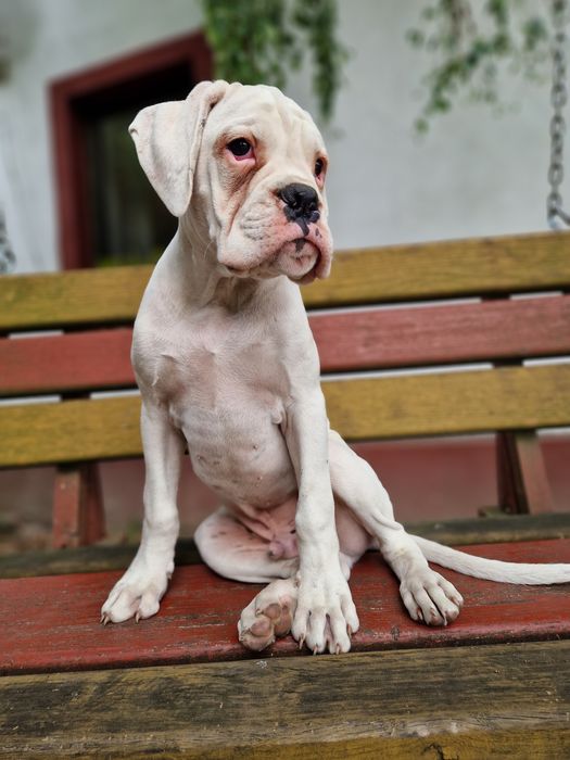 Piękny piesek rasy bokser Gotowy do zmiany domu