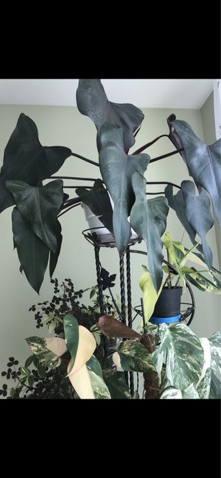 Філодендрон Дарк Лорд.