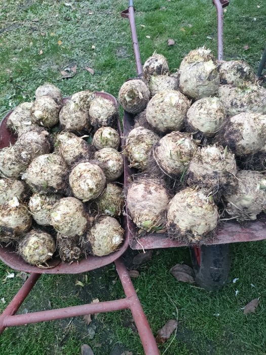 Seler korzeniowy duży