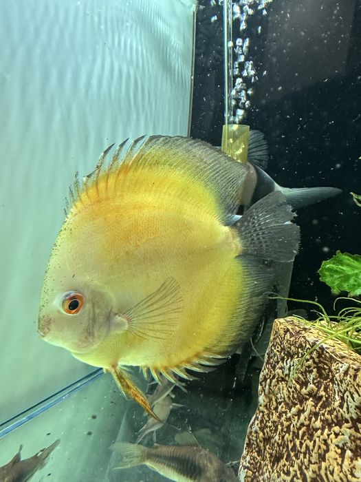 Vendo Botia Palhaço / corydoras / discu / ancistros