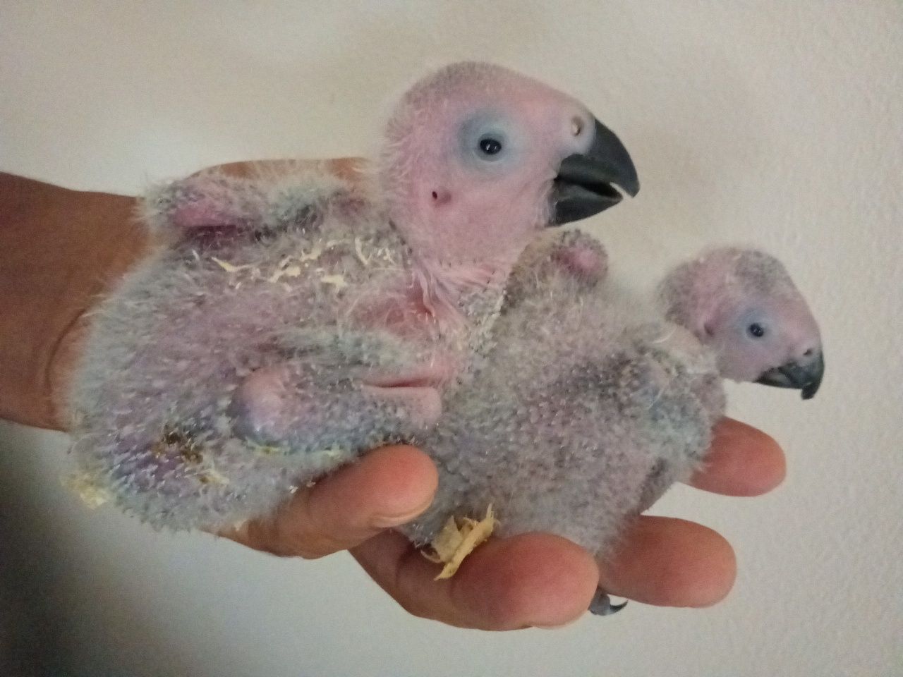 Papagaios Africanos