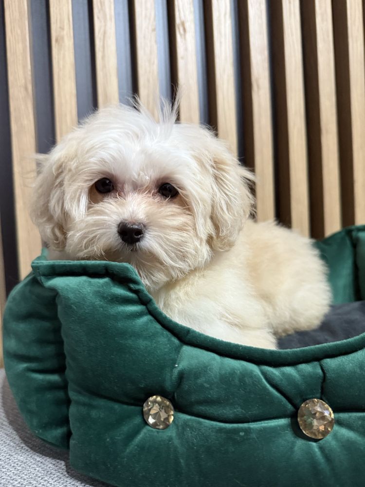 Maltipoo F1 GOTOWE DO ODBIORU tata pudel toy, mama maltańczyk