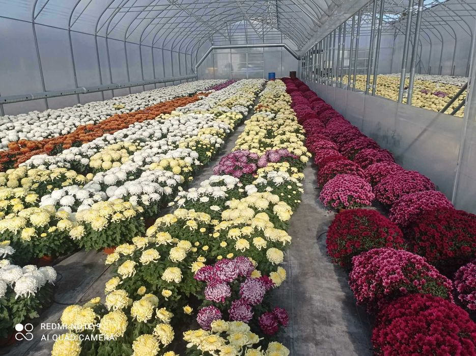 Chryzantemy drobnokwiatowe, wielkokwiatowe, jedno i 3 kolorowe