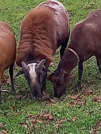 Owce Barany  Barbados
