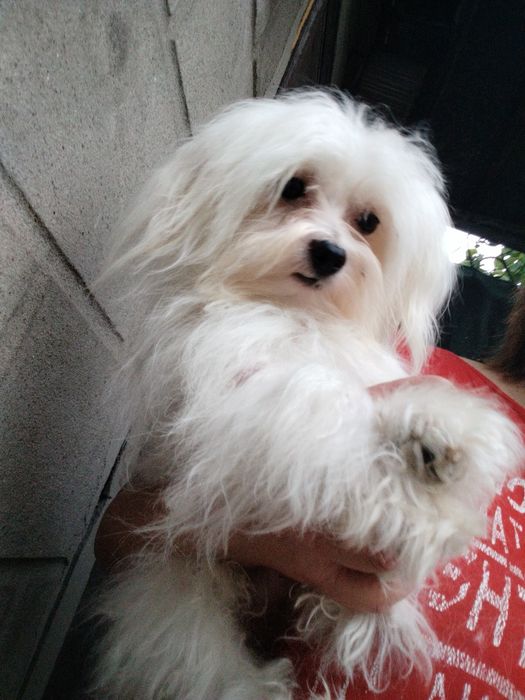 Мальтийская болонка мальчик