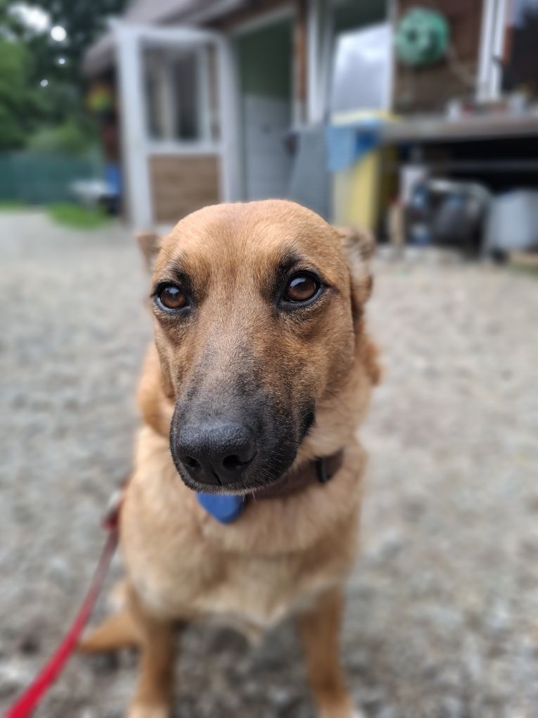 Irenka- słodka roczna sunia do adopcji