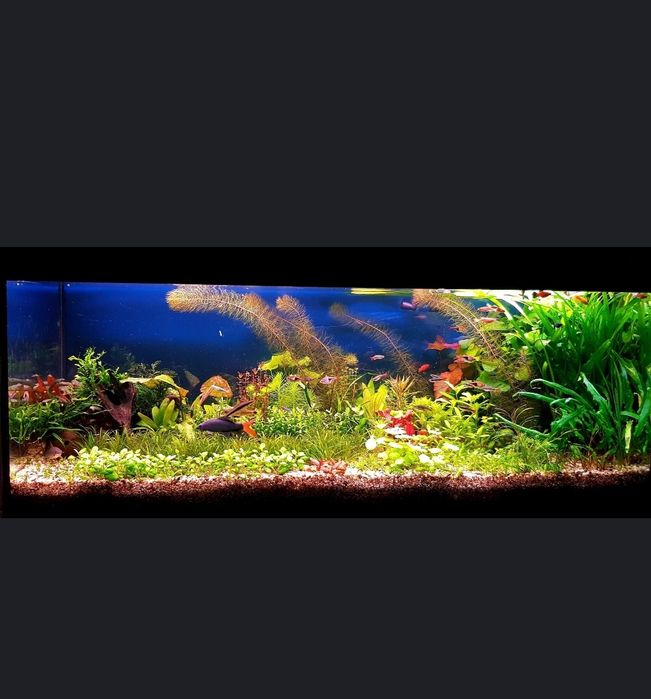 Zestaw roślin do akwarium 30 sztuk za 35 zł