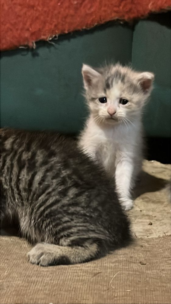 Бесплатно котята