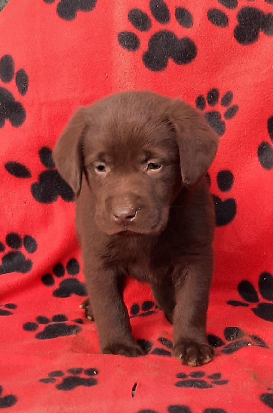 Labradora  retriever Chocolate