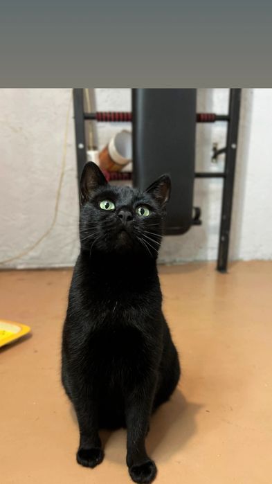Отдам черную кошку, стерилизована, привита, 1,5 года