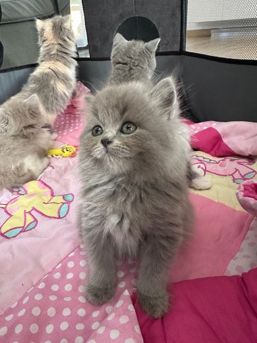 Śliczne kotki brytyjskie