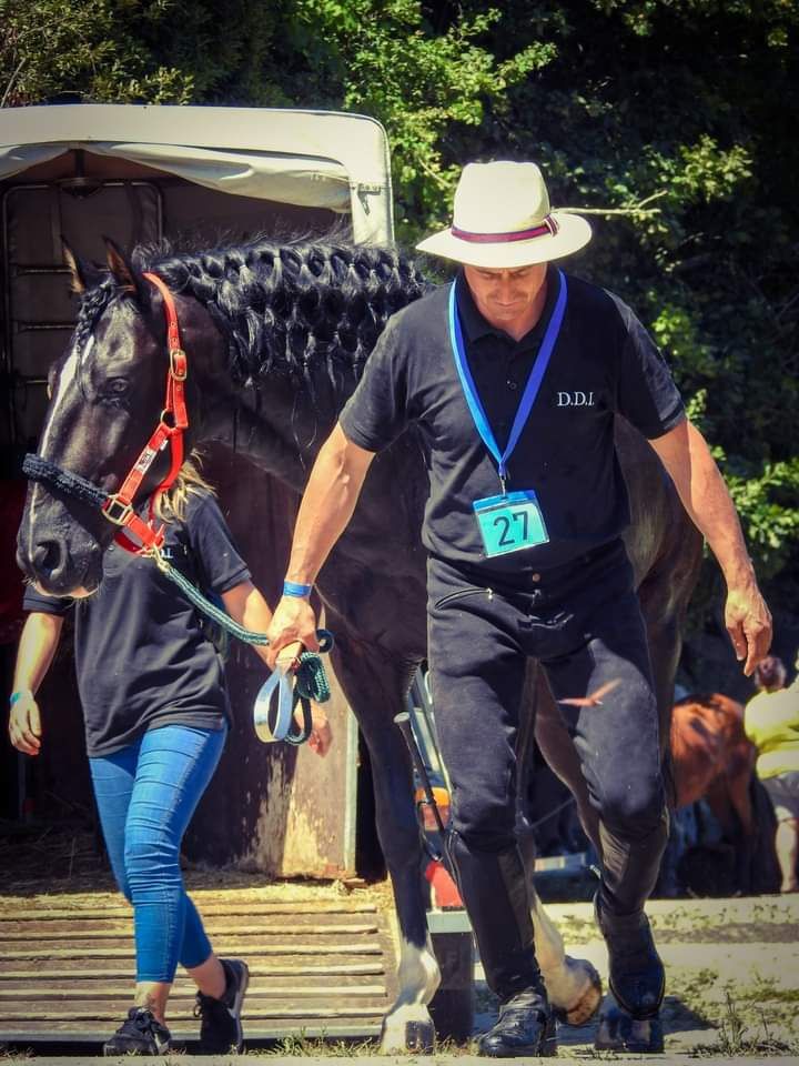 Vendo cavalo muito meigo