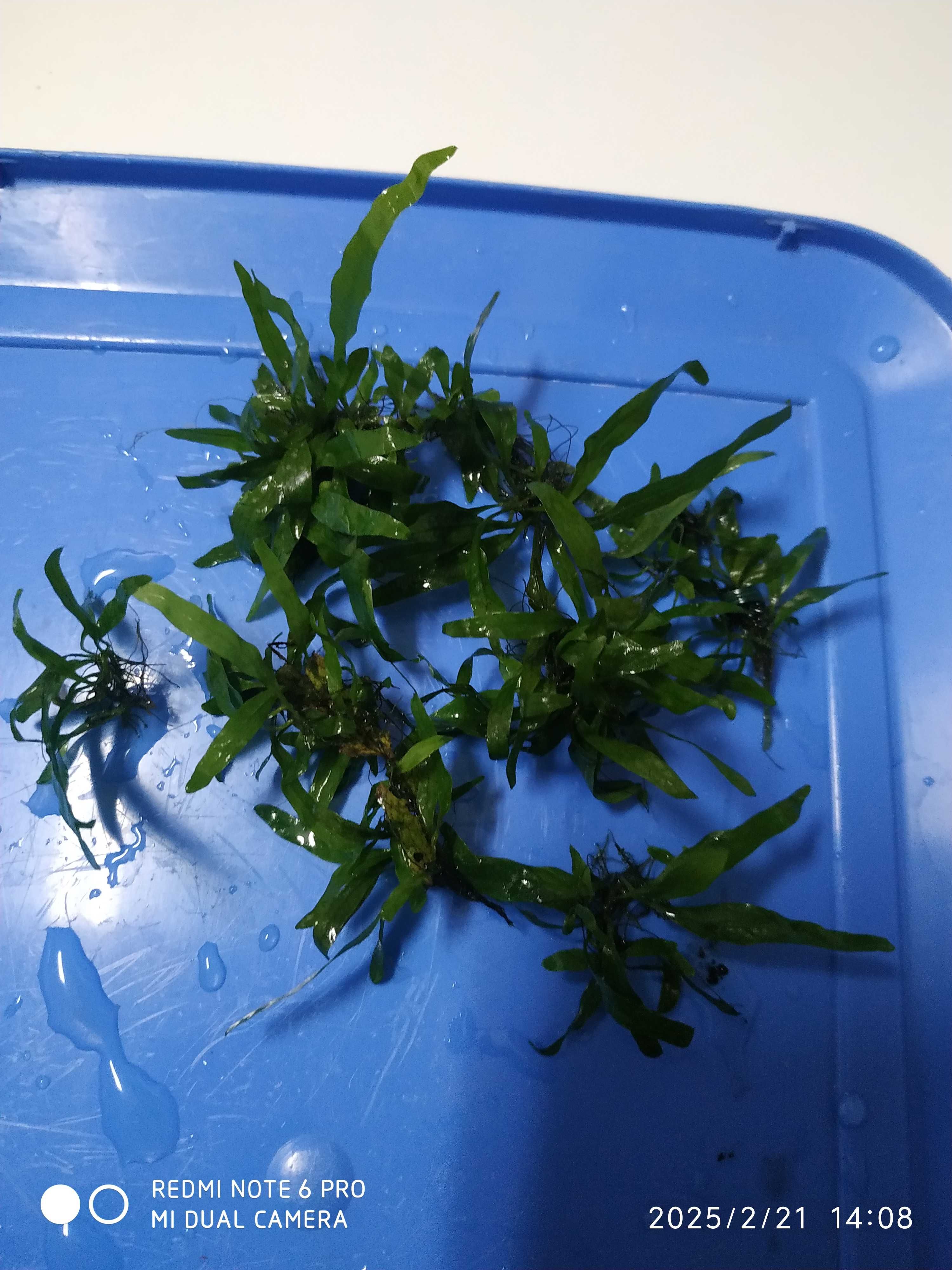 Guppys ,plantas, hypancistrus, corydoras, troncos, ancistru red