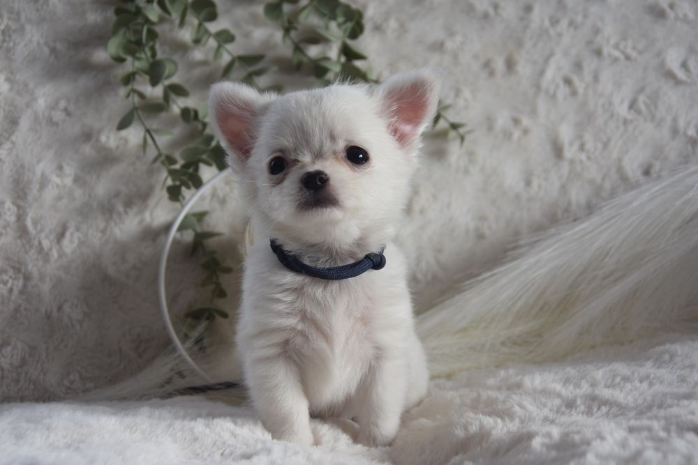 ELWIS-Długowłosy Chihuahua