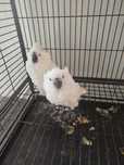 Cacatua alba....