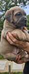 Cane Corso Suczka Formentino geny Fci