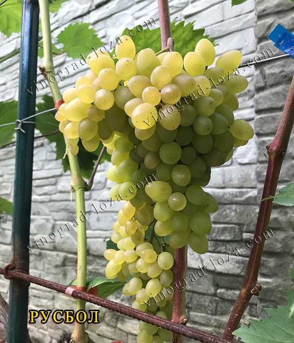 Саджанці Морозостійких сортів винограду (Харків)