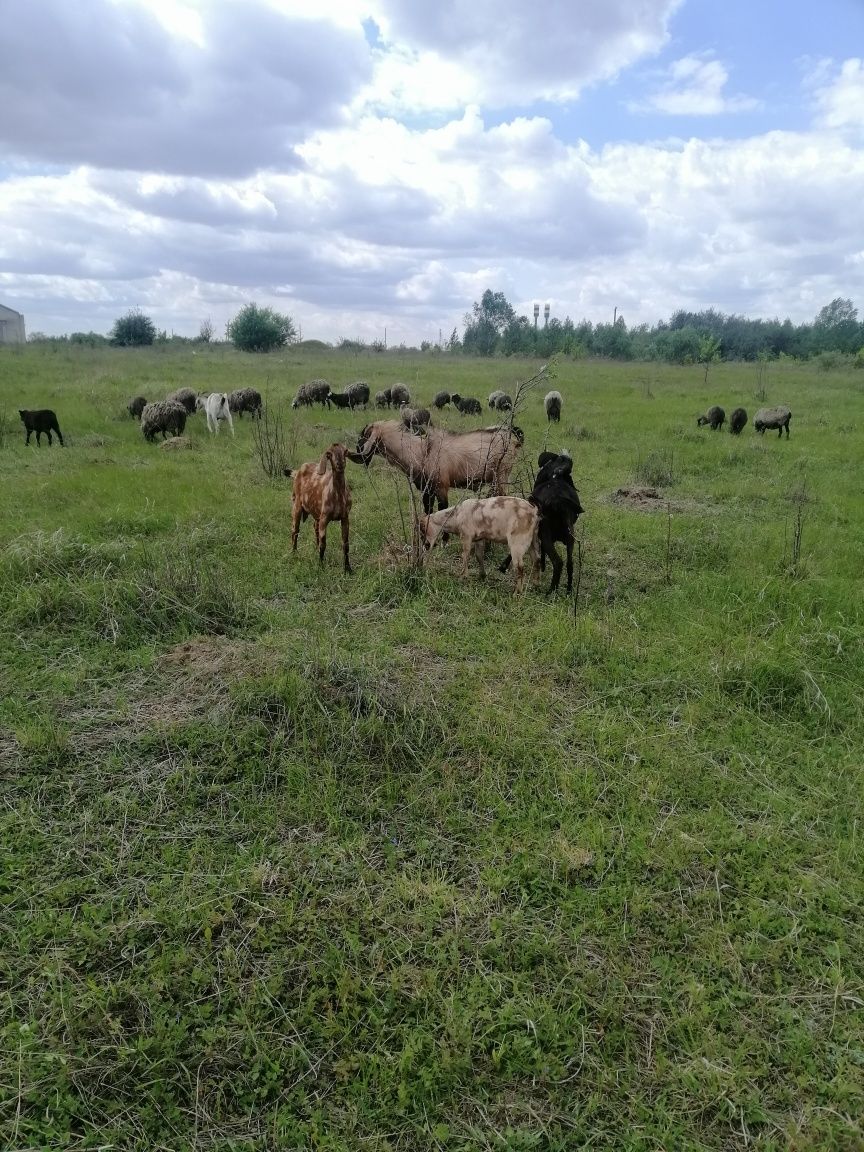 Продам козлика Нубієць