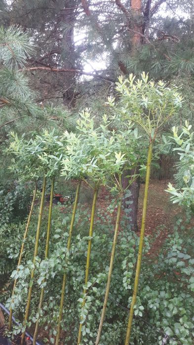 Верба штамбова Хакуро-Нішикі