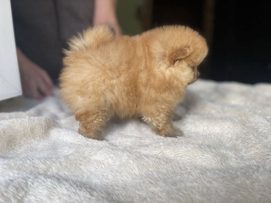 Щеночи Померанских шпицов