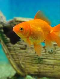 Золота рибка (вуалехвост)