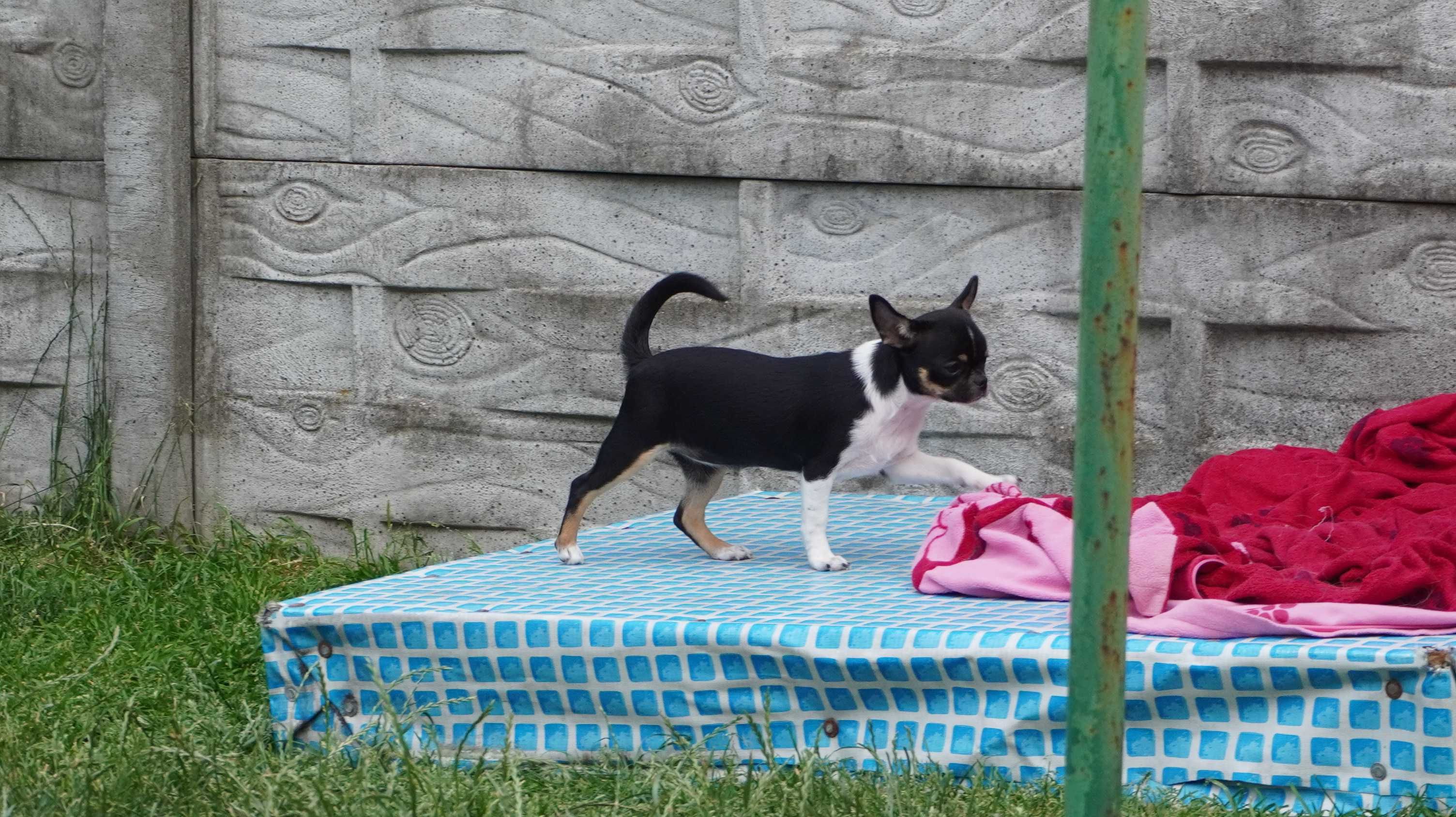 Piękna suczka krótkowłosa, Chihuahua, ZKwP/FCI