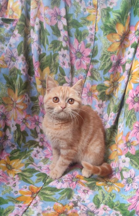 Солнышко скоттиш Страйт