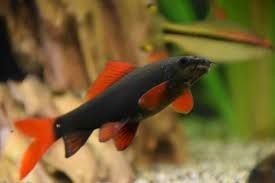 Labeo zielony frenatus Aquafizz Creative