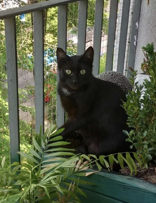 Wspaniałe kotki do adopcji - Fanta i Czester