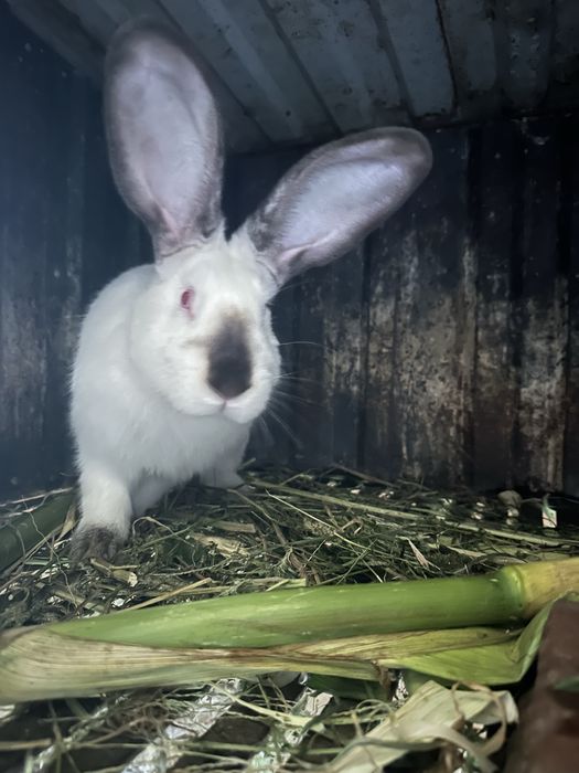 Продам кроликів різні ціни