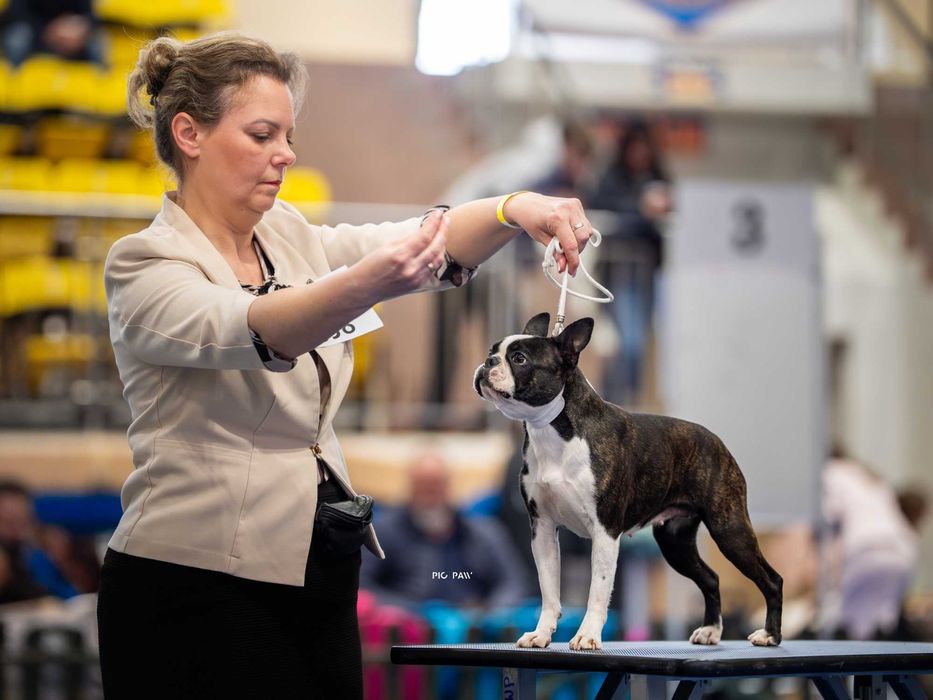Boston Terrier - Planowane Mioty- Listopad 2025- ZKwP/FCI o/Wrocław