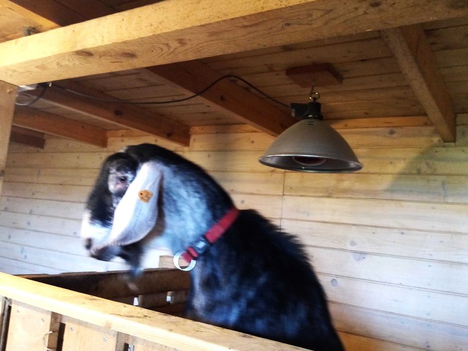 kózki i koziołki anglonubijskie po rodowodowych rodzicach