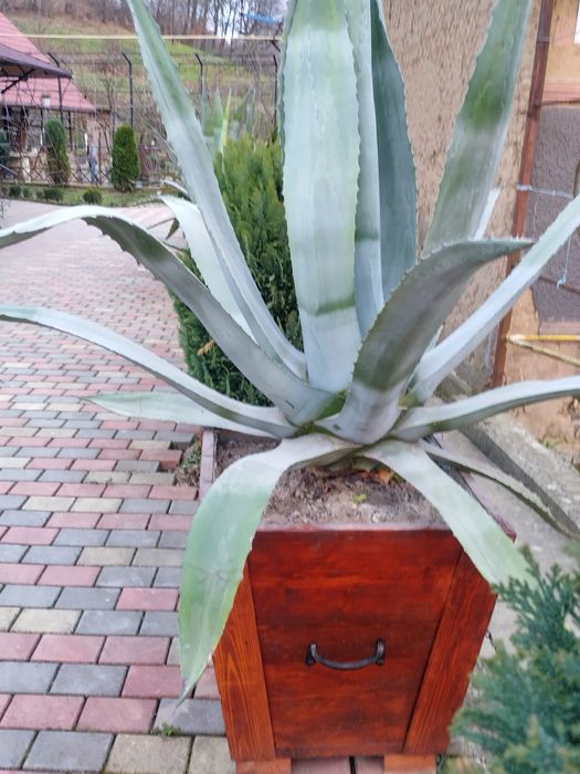 Квітка  Агава  .