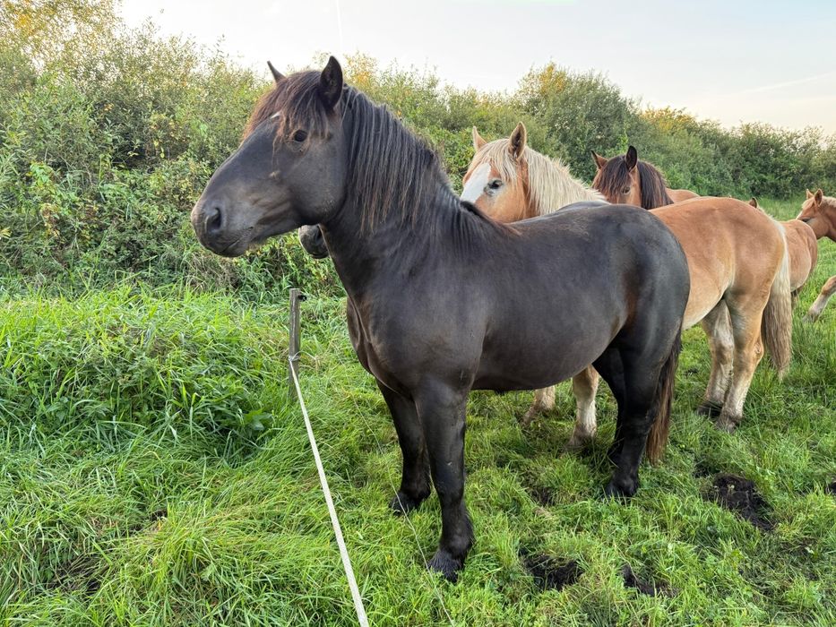 Ogier - sprzedaż lub zamiana na klacz