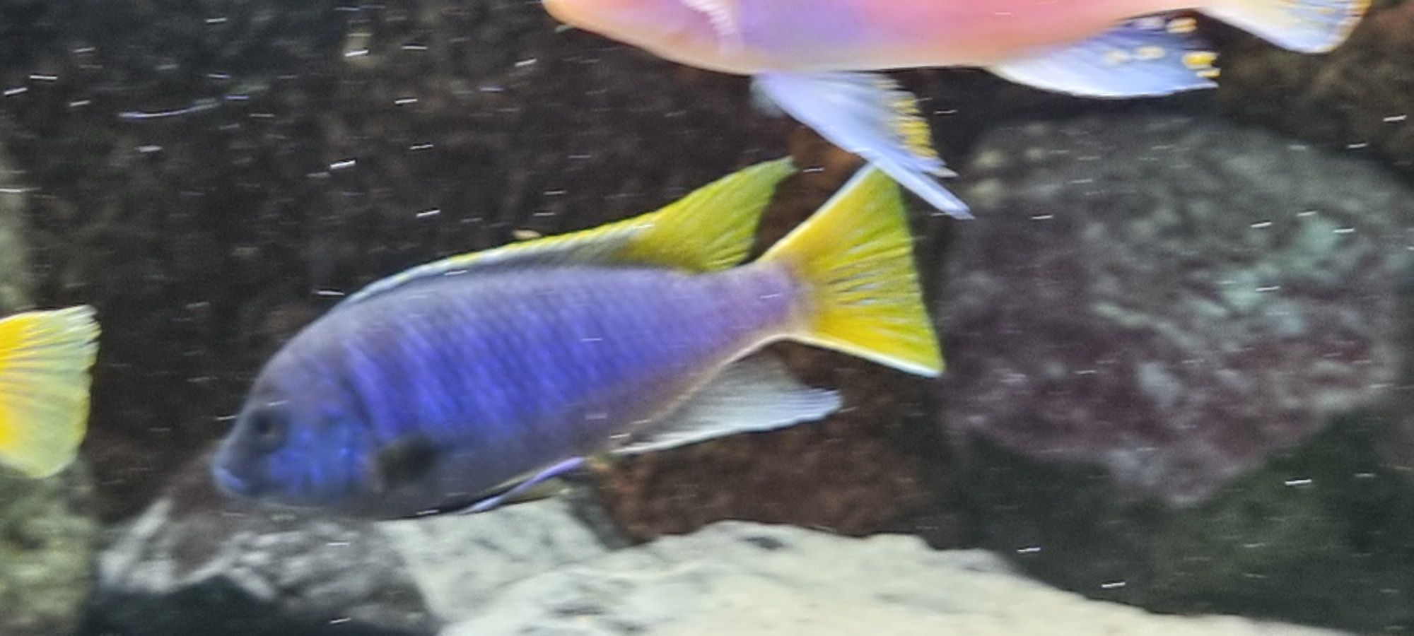 Pseudotropheus acei luwala  pyszczak acei