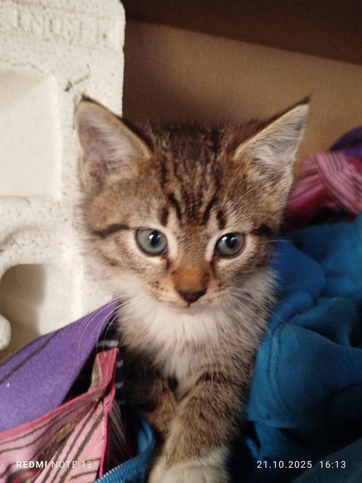 Mały kotek szaro biały