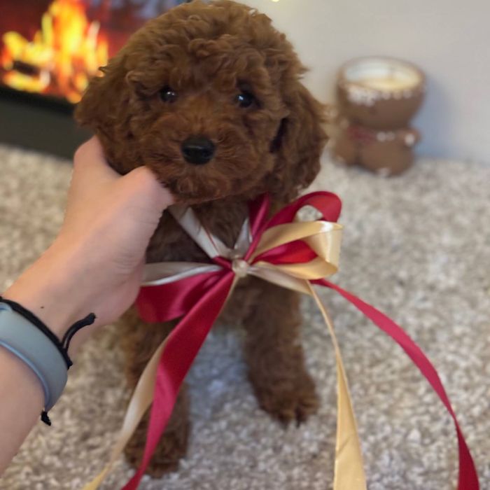 Мальчик Мальтипу ред браун — миниатюрная игрушка