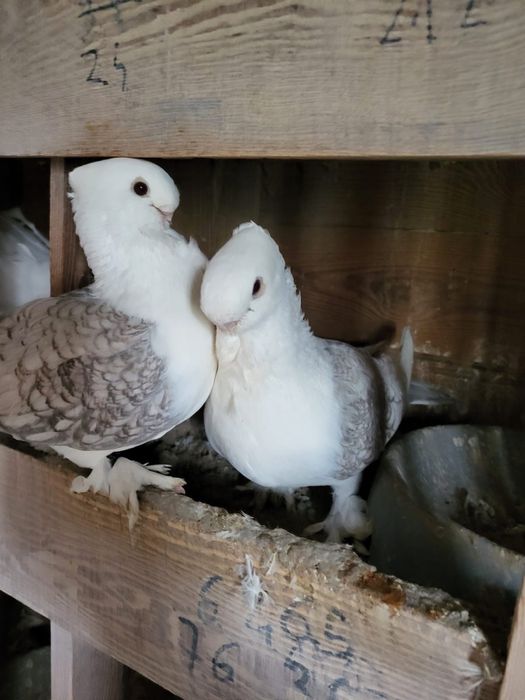 Mewki orientalne satynet