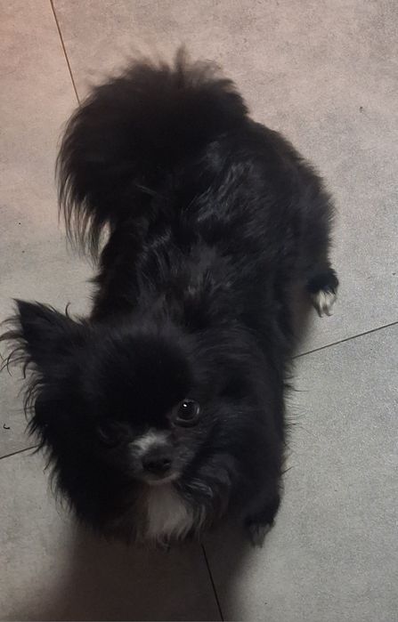 Szpic miniaturowy pomeranian sunia