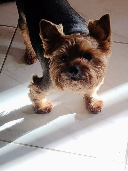 Грумінг, навчання