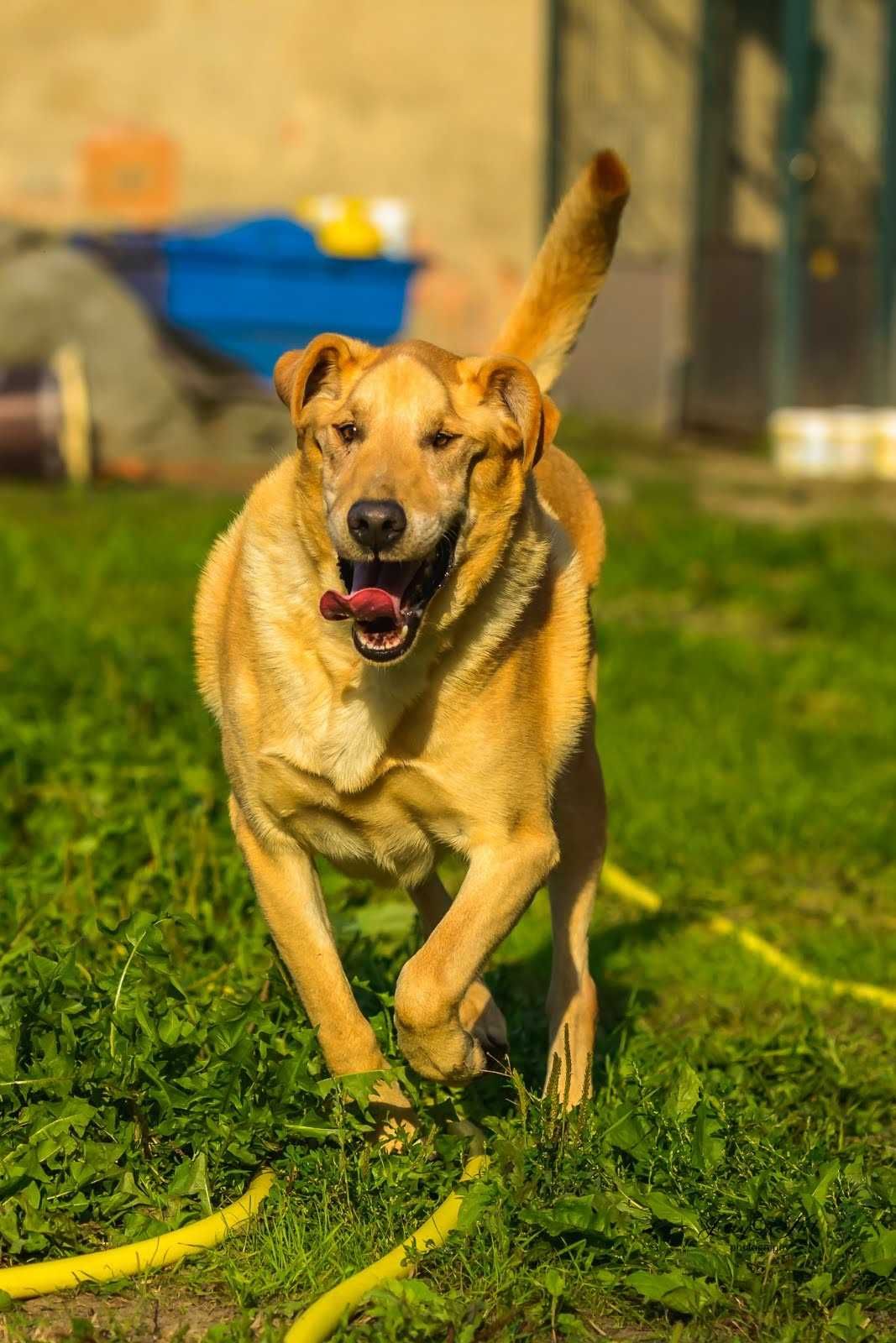 Super pies w typie labradora szuka domu