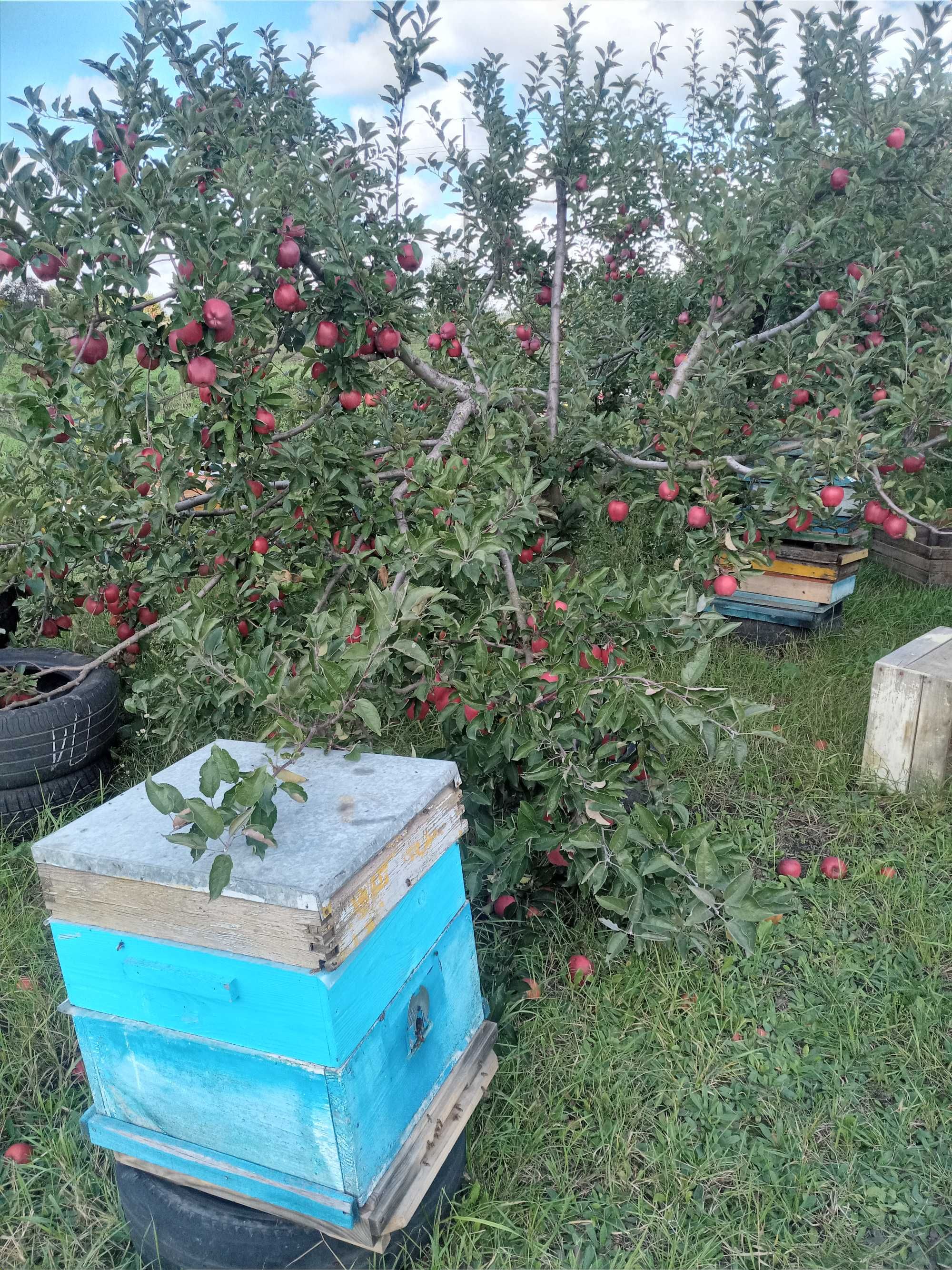 Продам пусті вулики дадам лежак корпуса