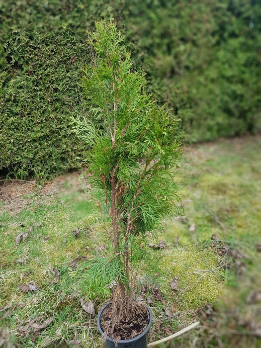 Tuje thuja szmaragd 80cm 85cm