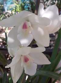 Orquideas Cymbidium